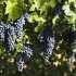 Winogronowy cabernet sauvignon